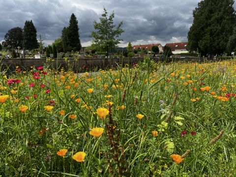 Blühende Wiese am Gräsig mit dem Michelstädter Friedhof im Hintergrund