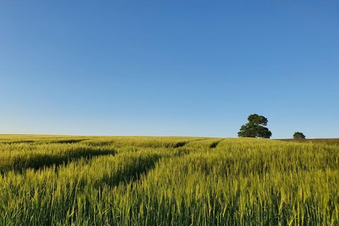 Landschaft mit Russeneiche