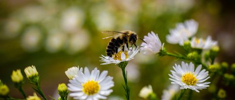 Biene auf einer Blüte