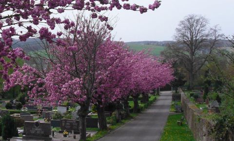 Friedhof Michelstadt mit blühenden Bäumen