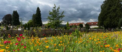 Blick auf den Friedhof mit Blumenwiese im Vordergrund